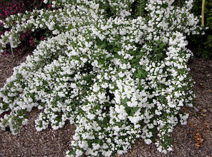 Чубушник / Жасмін Snowbelle 2 річний, Чубушник / Жасмин Сноубель, Philadelphus Snowbelle, фото 5