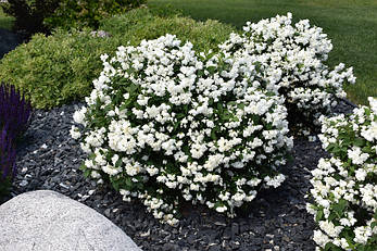 Чубушник / Жасмін Snowbelle 2 річний, Чубушник / Жасмин Сноубель, Philadelphus Snowbelle, фото 1
