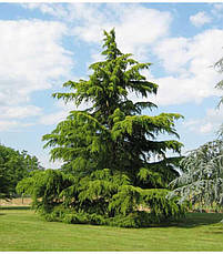 Кедр гімалайський 3 річний, Кедр Гималайский, Cedrus deodara, фото 4