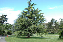 Кедр гімалайський 3 річний, Кедр Гималайский, Cedrus deodara, фото 6