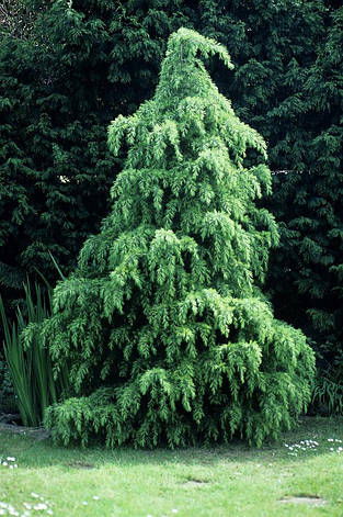 Кедр гімалайський 3 річний, Кедр Гималайский, Cedrus deodara, фото 1