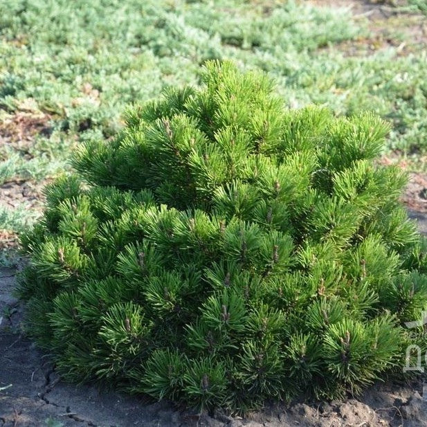 Саджанці Сосни гірської Монтана (Pinus mugo Montana) Р9
