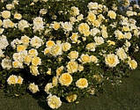 Троянда Надя Мейяндекор. (вс). Ландшафтна троянда, фото 3