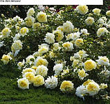 Троянда Надя Мейяндекор. (вс). Ландшафтна троянда, фото 4