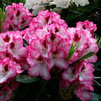 Рододендрон гібридний Hachmann`s Charmant C2