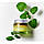 THE PLANT BASE — Nature Solution Blending Moisture Cream "Зелений" крем для сухої та чутливої шкіри, фото 4