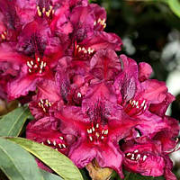 Рододендрон гібридний Kali С2