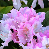 Рододендрон гібридний Pohjola`s Daughter Р9