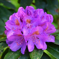 Рододендрон катевбінський Grandiflorum С2