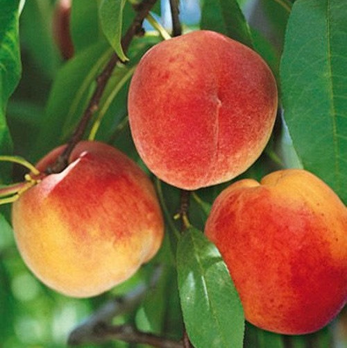 Саджанці Персика Харроу Б'юті - пізній, високоврожайний середньоранній, морозостійкий, фото 1