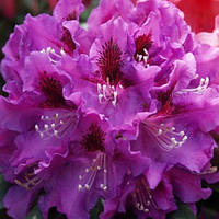 Рододендрон гібридний Rasputin C2