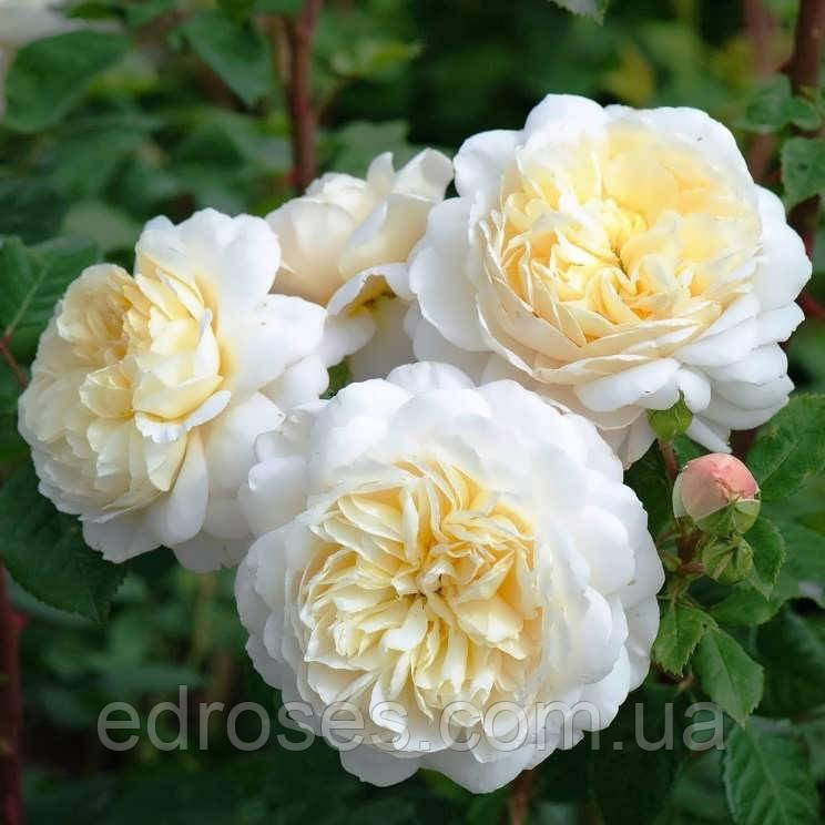 Крокус Роуз (Crocus Rose®) - фото 1 - id-p1034137071
