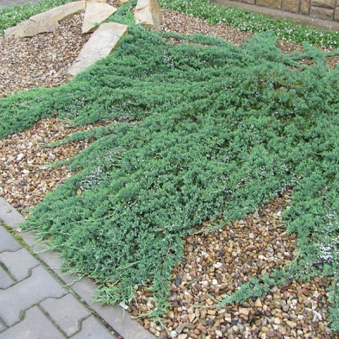 Саджанці Ялівцю горизонтального Вілтоні, 4-х річний (Juniperus horizontalis Wiltonii) С3