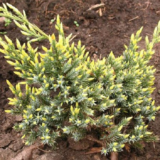 Саджанці Ялівцю лускатого Холгер, 4-х річний (Juniperus squamata Holger) C3