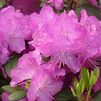Рододендрон каролинський P.J.M. Elite С5