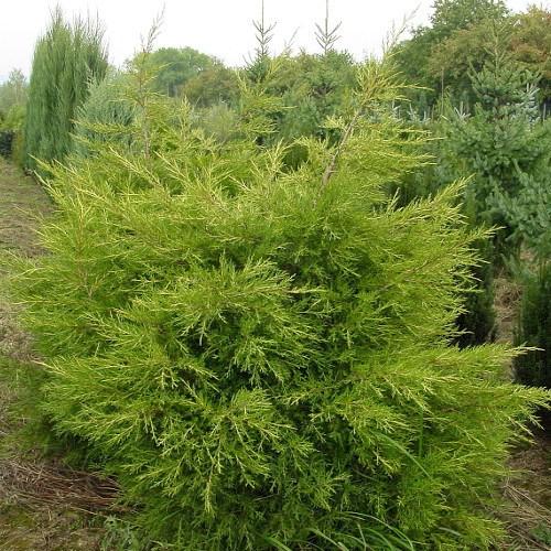 Саженцы Можжевельника китайского Куривао Голд (Juniperus chinensis Kuriwao Gold) Р9 - фото 2 - id-p1073382469