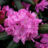 Рододендрон катевбинський Roseum Elegans C10