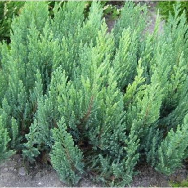 Саджанці Ялівцю горизонтального Блю Форест, 4-х річний (Juniperus horizontalis Blue Forest) С3, фото 1