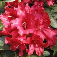 Рододендрон гібридний Bengal Р9