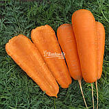 Насіння моркви Болівар F1 ( 2,0 - 2,25 ), 500.000 насіння, фото 4