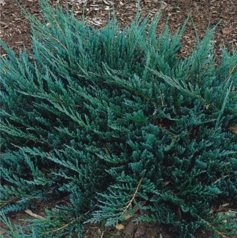 Саджанці Ялівцю горизонтального Блю Чіп, 4-х річний (Juniperus horizontalis Blue Chip) С3