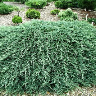 Саджанці Ялівцю горизонтального Глациер (Juniperus horizontalis Glacier) Р9