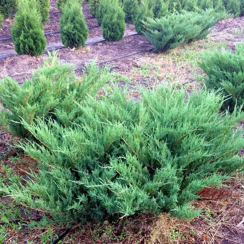 Саженцы Можжевельника казацкого Блю Дануб (Juniperus sabina Blue Danube) Р9 - фото 1 - id-p644878129