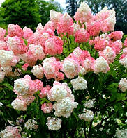 Гортензия метельчатая" Ванила Фрейз \ Hydrangea paniculata «Vanila Fraise»( саженцы 2 года С3л. )