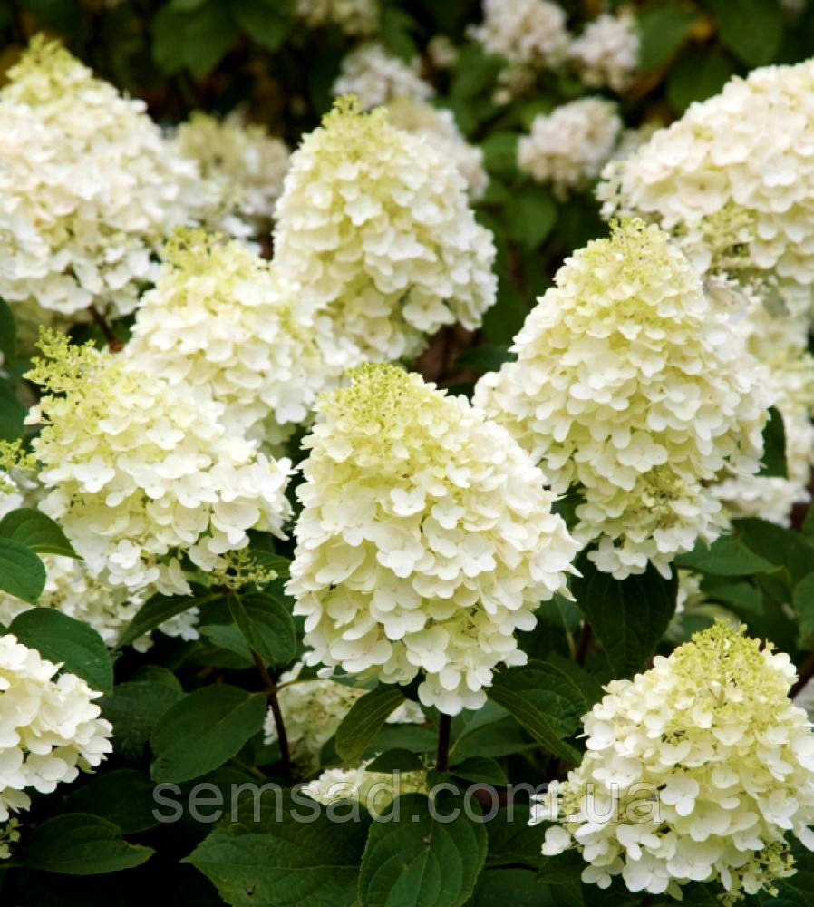 Гортензія волотиста Сільвер Долар \ Hydrangea paniculata Silver Dollar (саджанці 3 роки С5л.)