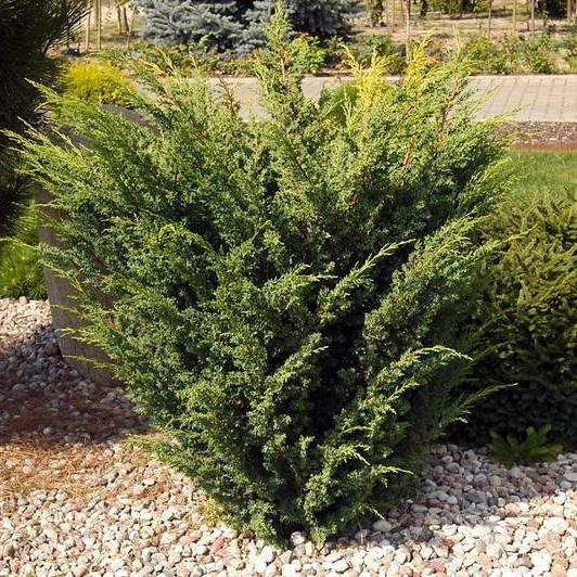 Саджанці Ялівцю китайського Плюмоза (Juniperus chinensis Plumosa) Р9, фото 1