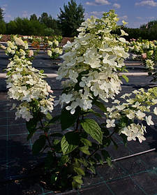 Гортензія волотиста «Ангел Блаш» «Рубі» \ Hydrangea paniculata `Angels Blush` `Рубін` ( саджанці 3 роки С5л )