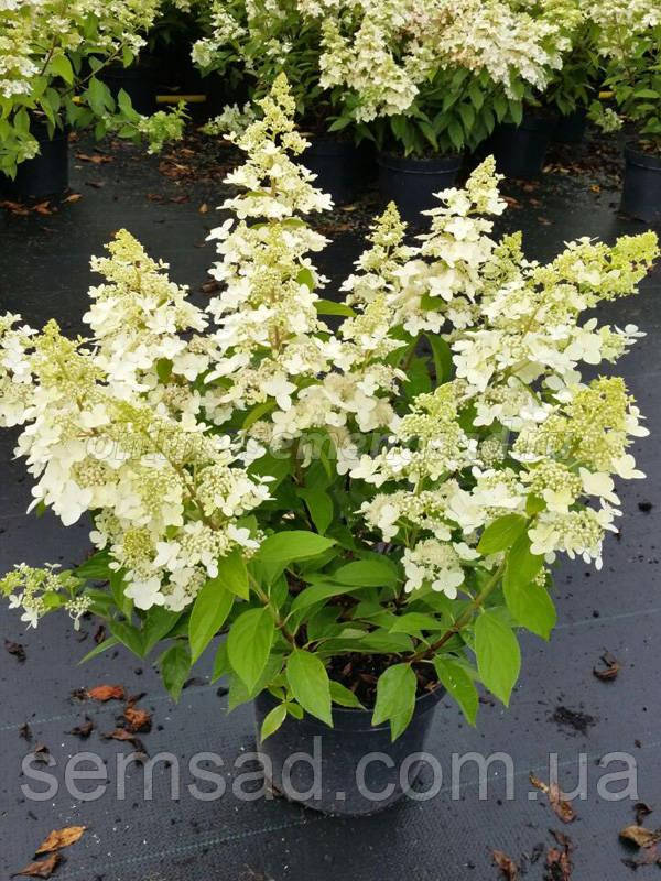 Гортензія волотиста «Конфетті» \ Hydrangea paniculata Confetti ( саджанці 3 роки С5л )