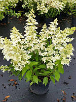 Гортензия метельчатая «Конфетти» \ Hydrangea paniculata Confetti ( саженцы 3 года С5л )