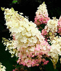 Гортензія волотиста Вайт Моз \ Hydrangea 'White Moth' ( саджанці 3 роки С5л ) Новинка