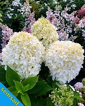 Гортензія волотиста Лівінг Саммер Сноу \ Hydrangea living summer snow ( саджанці 4 роки С5л ) Новинка, фото 3