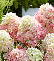 Гортензия метельчатая Саммер Лав \ Hydrangea paniculata Summer love ( саженцы 4 года С5л ) Новинка