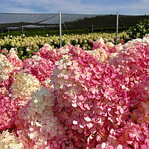 Гортензія волотиста Саммер Лав \ Hydrangea paniculata Summer love ( саджанці 4 роки С5л) Новинка, фото 3