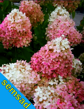 Гортензія волотиста Тач оф Пінк \ Hydrangea paniculata Touch of Pink ( саджанці 1 рік) Новинка, фото 3