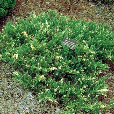 Саджанці Ялівцю китайського Експанса Варієгата, 3-х річний (Juniperus chinensis Expansa variegata) С1.5
