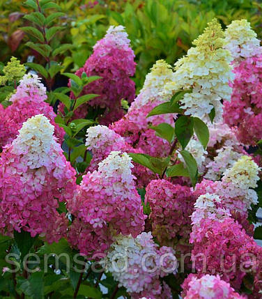 Гортензія волотиста "Ваніла Фрайз" \ Hydrangea "Vanille Fraise" ( саджанці 3 роки С3л ), фото 1
