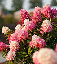 Гортензія волотиста " Сандей фрейзі \ Hydrangea paniculata «Sundae Fraise»( саджанці 3 роки С5л ), фото 3