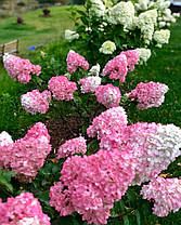 Гортензія волотиста " Сандей фрейзі \ Hydrangea paniculata «Sundae Fraise»( саджанці 3 роки С5л ), фото 2