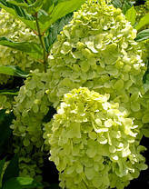 Гортензія Волотиста Лайм Лайт\ hydrangea paniculata " Limeligh ( саджанці 1 рік ), фото 4