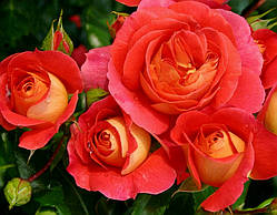 Троянда Гебрюдер Грімм. (вс). Флорібунда