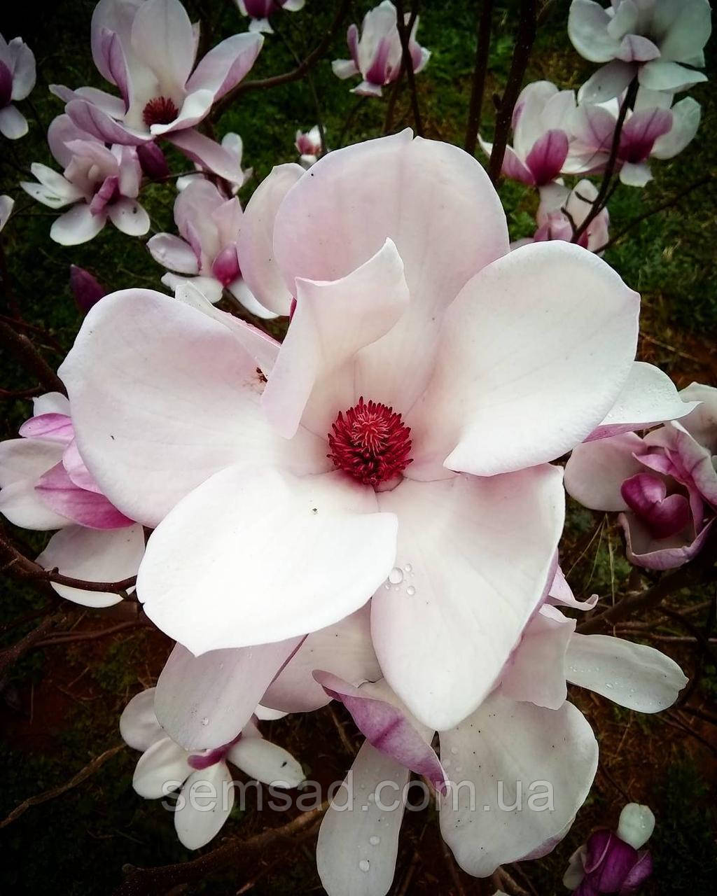 Магнолія Суланжа Спеціоза \ Magnolia 'Speciosa' (саджанці 1 рік)