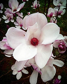 Магнолія Суланжа Спеціоза \ Magnolia 'Speciosa' (саджанці 2 роки)