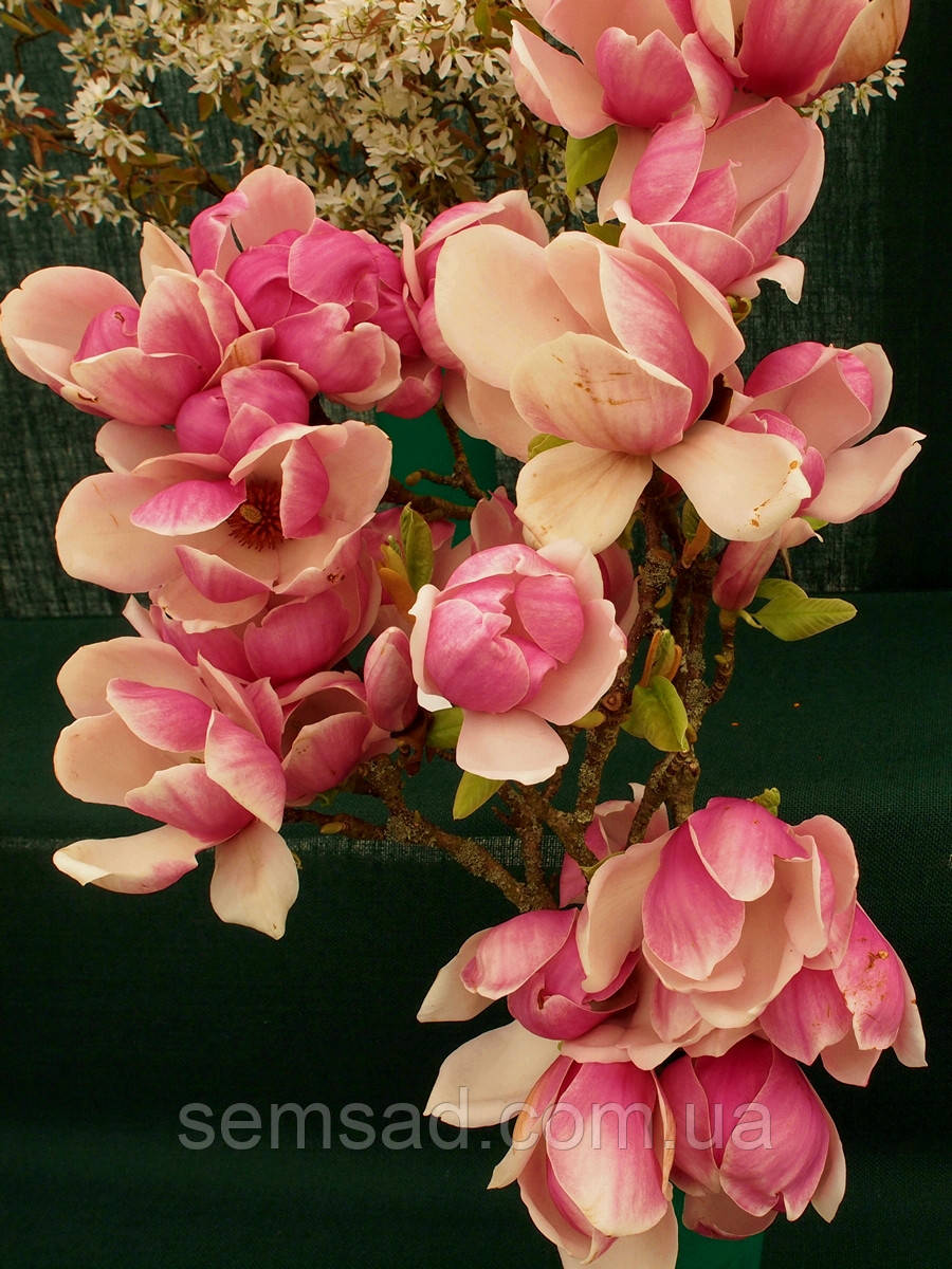 Магнолія Суланжа "Александріна" \ Magnolia Alexandrina ( саджанці 2 роки)