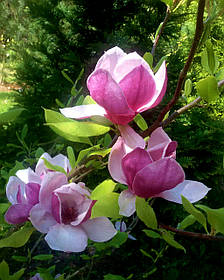 Магнолія Суланжа Вербаніка \ Magnolia soulangiana Verbanica (саджанці 3 роки)