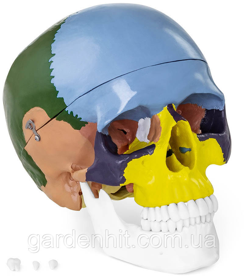 Человеческий череп - анатомическая модель цветная