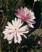 Магнолія зірчаста Розеа \ Magnolia Stellata Rosea ( саджанці 3 роки 100-120см ), фото 3